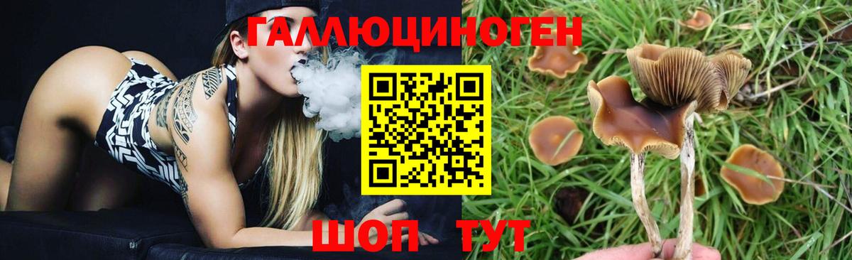 Галлюциногенные грибы Psilocybe  Вход с VPN  Хабаровск 